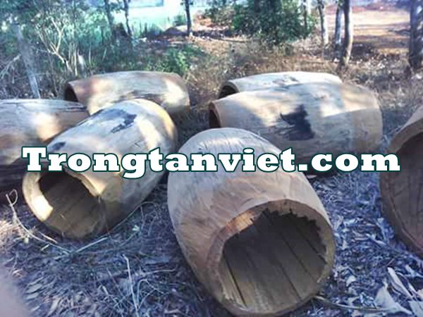 thân cây gỗ để làm trống chùa